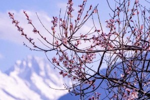 西藏林芝桃花节：雪域江南的春日盛宴